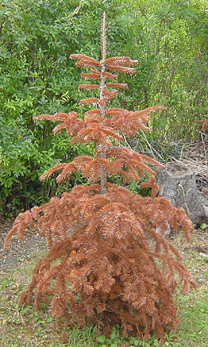 brauner Baum