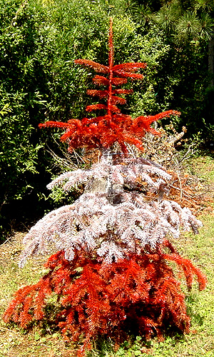 Rot weiss roter Baum