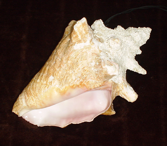 Rauschmuschel